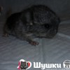 Венеция