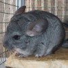 Устин