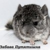 Забава Путятишна ЧинЛайф