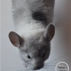 Флокс