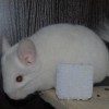 Каспер