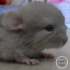 Алиса