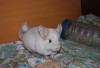 gorohovie ushi