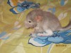 новорожденная