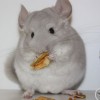 Каприз
