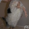 Вельвет
