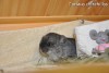 Рикки