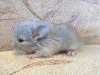 3 часа после рождения