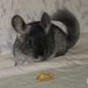 Лолла