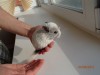 2 недели