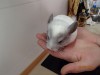 1 мес