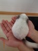 1 мес