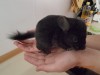 1 мес