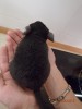 1 мес