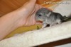 Люкс
