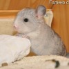 Ландыш