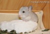 Ландыш