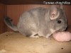 Диана