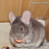 Миледи