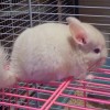 Каспер