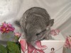 2 мес