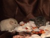 2 нед с братом
