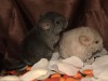 2 нед с братом