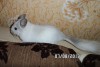 2 месяца