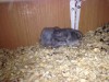 новорожденные