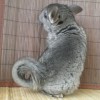 Даллас