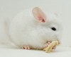 1 мес