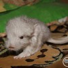 Аллистер