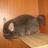 Теллус Канастер