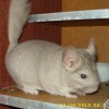 Фунтик