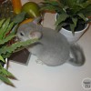 Микки
