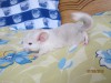3 недели