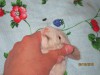 прокрашенная губка