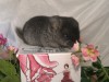 3 нед
