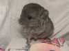 3 нед