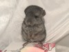 3 нед