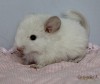 15 дней