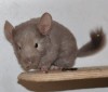 1 мес