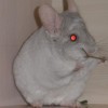 Фунтик