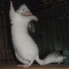 Белка