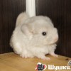 Зум Зум
