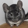 Корра