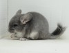1,5 мес