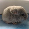 Клио