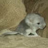 Дик
