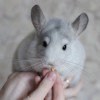 Микки